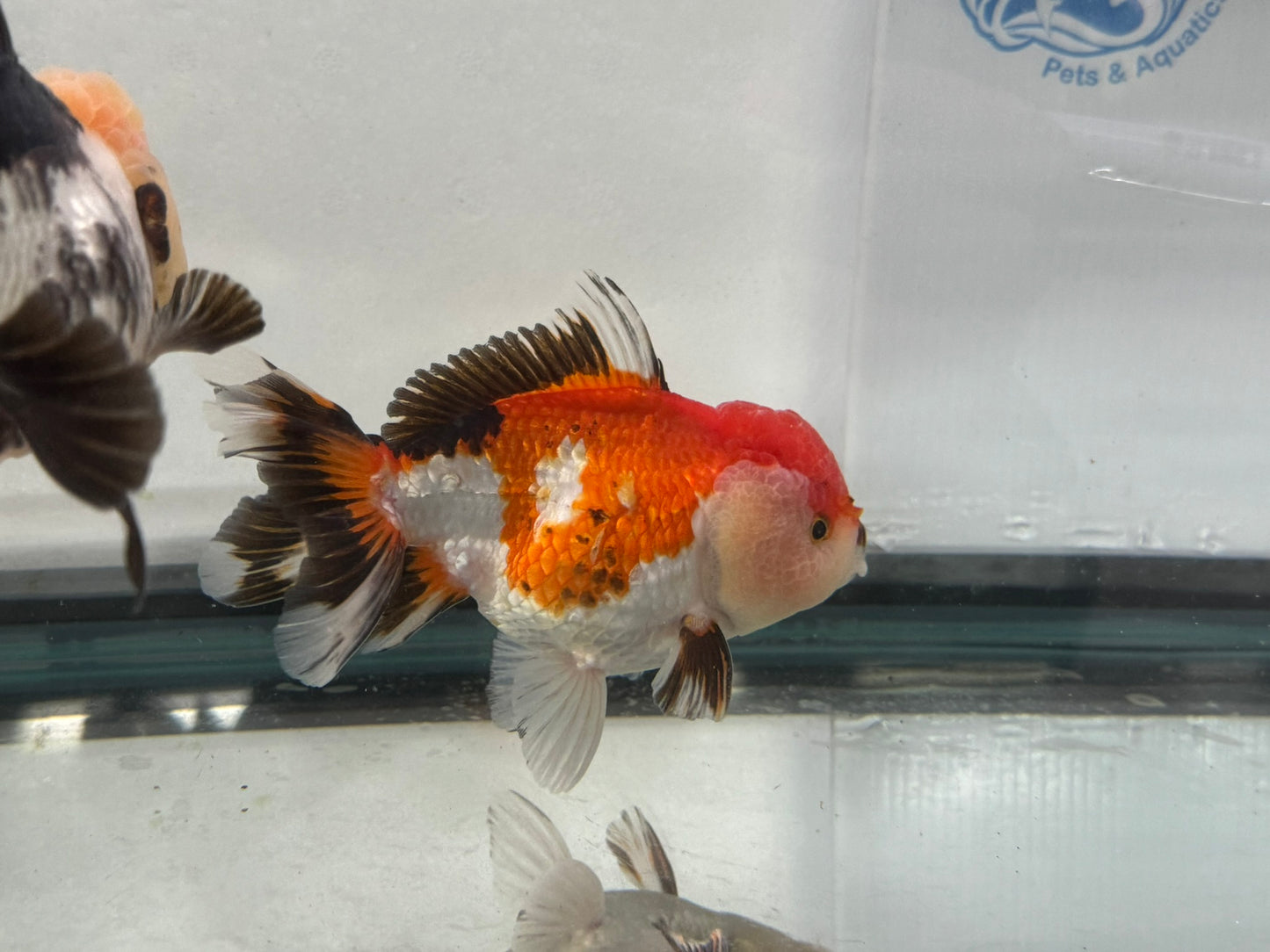 Panda/Tri Colour Oranda 12-13cm