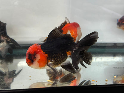 Panda/Tri Colour Oranda 12-13cm