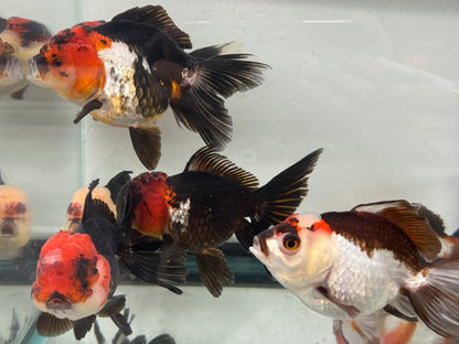 Panda/Tri Colour Oranda 12-13cm