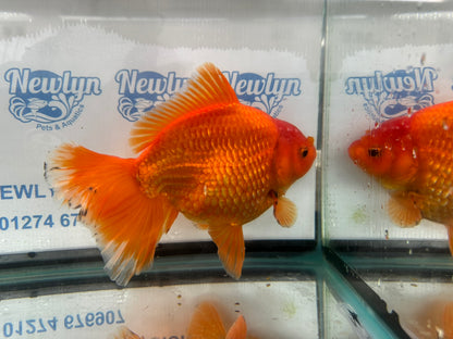 Jumbo Oranda  20cm (Fish in photo) #4