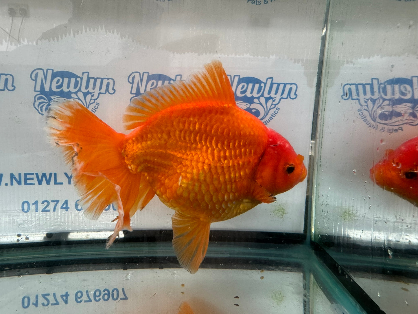 Jumbo Oranda  20cm (Fish in photo) #4