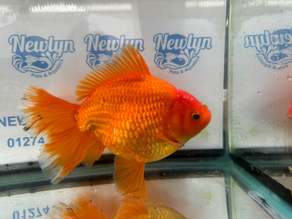 Jumbo Oranda  20cm (Fish in photo) #4