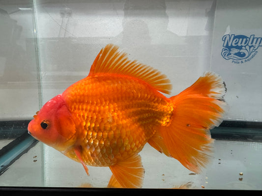 Jumbo Oranda  20cm (Fish in photo) #4