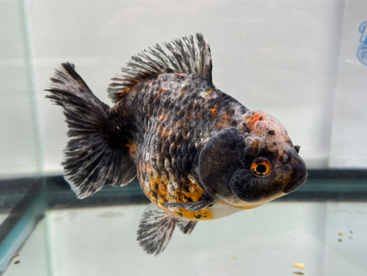 Jumbo Oranda  15cm (Fish in photo) #10