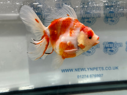 Jumbo Oranda  14-15cm (Fish in photo) #18