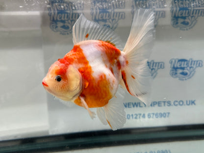 Jumbo Oranda  14-15cm (Fish in photo) #18