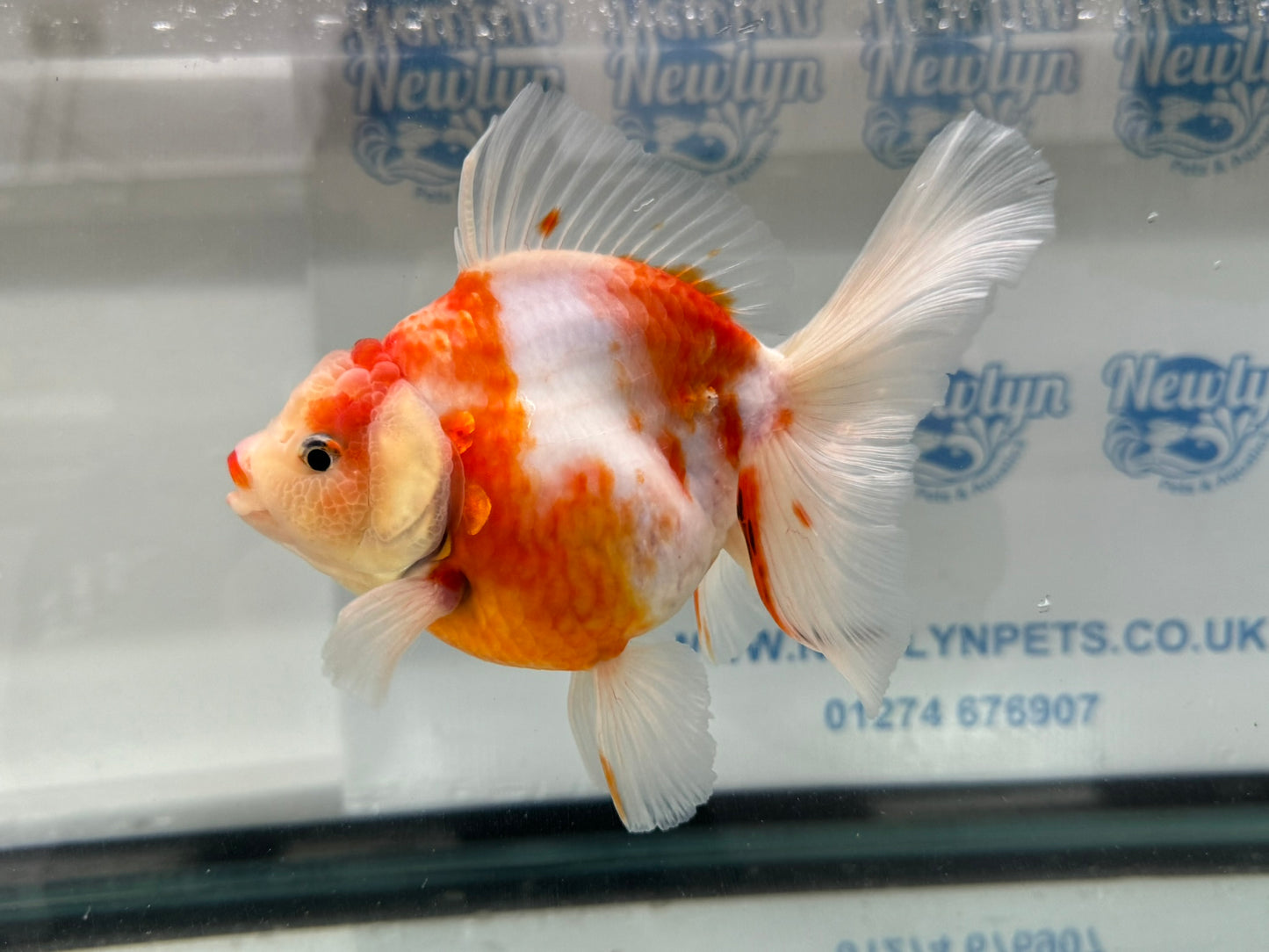 Jumbo Oranda  14-15cm (Fish in photo) #18