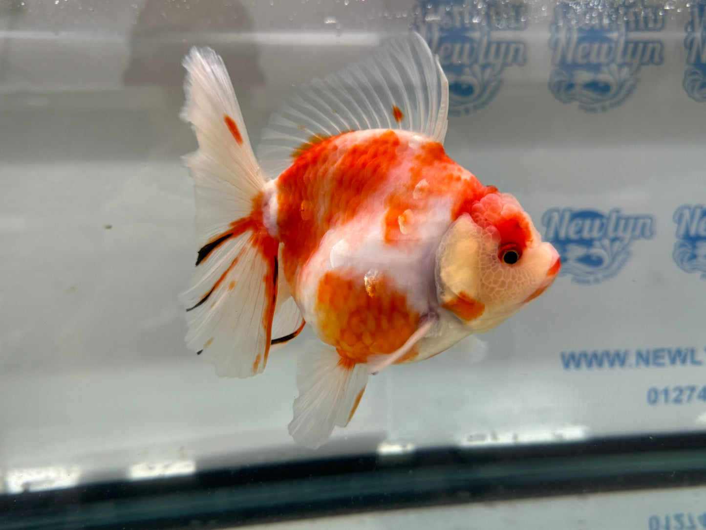 Jumbo Oranda  14-15cm (Fish in photo) #18