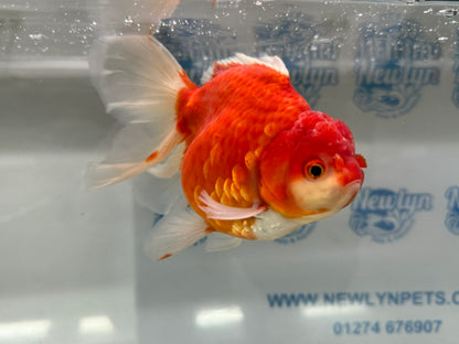 Jumbo Oranda  16cm (Fish in photo) #19