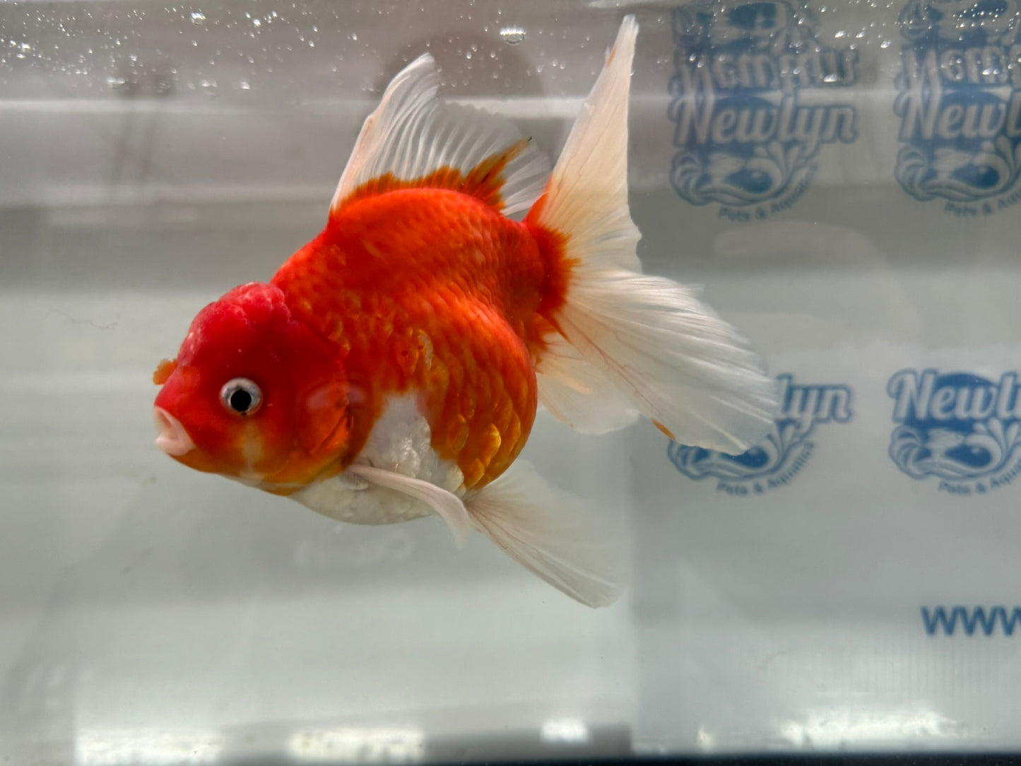 Jumbo Oranda  16cm (Fish in photo) #19