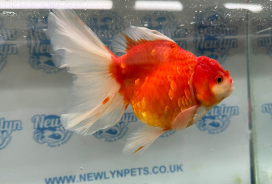 Jumbo Oranda  16cm (Fish in photo) #19