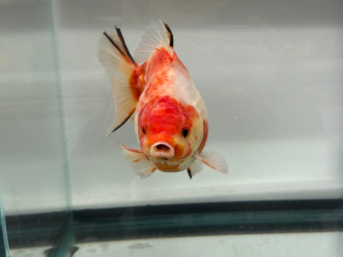 Jumbo Oranda  14-15cm (Fish in photo) #20