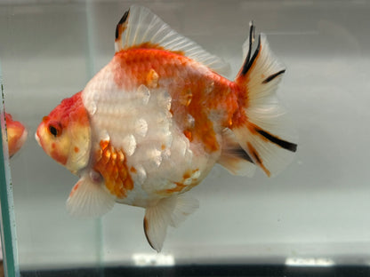 Jumbo Oranda  14-15cm (Fish in photo) #20