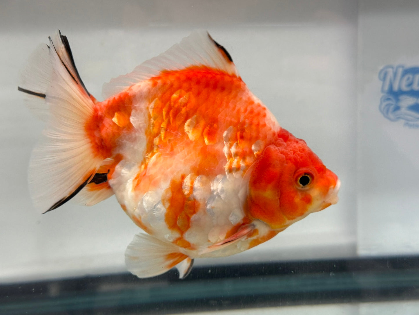 Jumbo Oranda  14-15cm (Fish in photo) #20