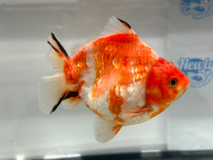 Jumbo Oranda  14-15cm (Fish in photo) #20