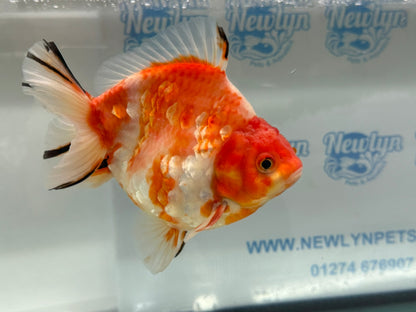 Jumbo Oranda  14-15cm (Fish in photo) #20