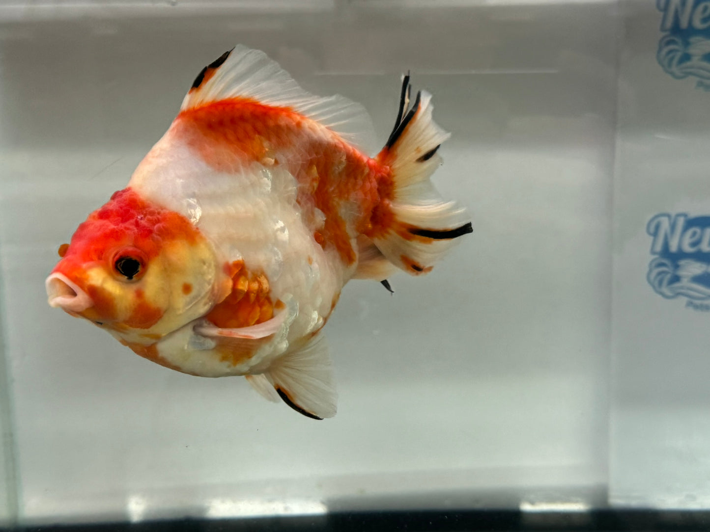 Jumbo Oranda  14-15cm (Fish in photo) #20