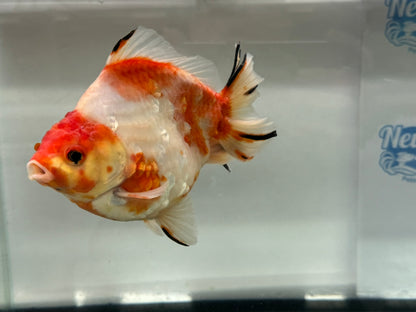 Jumbo Oranda  14-15cm (Fish in photo) #20