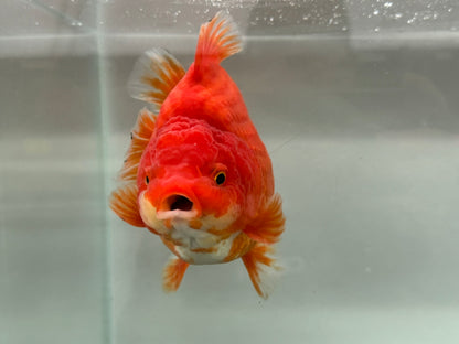 Jumbo Oranda  15-16cm (Fish in photo) #21