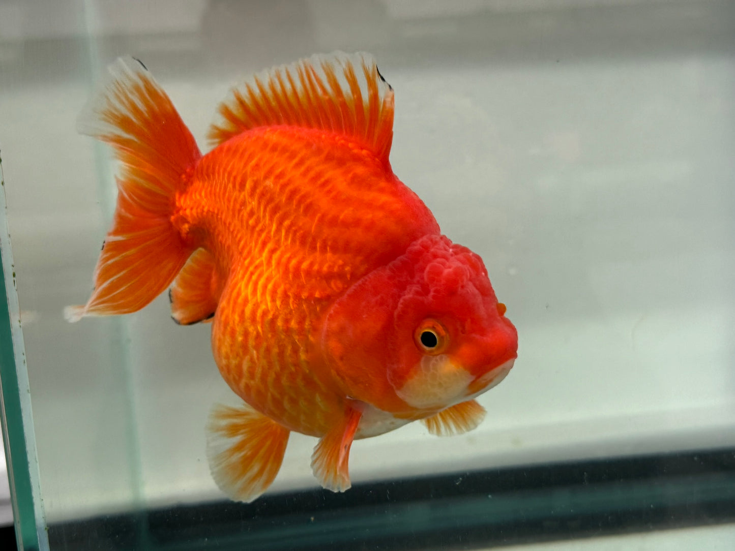 Jumbo Oranda  15-16cm (Fish in photo) #21