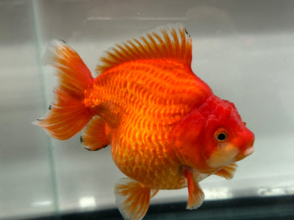 Jumbo Oranda  15-16cm (Fish in photo) #21