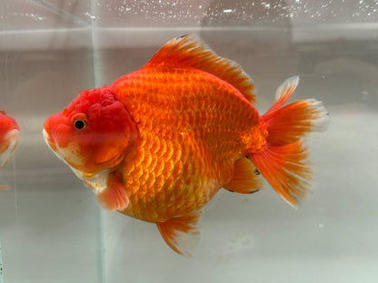 Jumbo Oranda  15-16cm (Fish in photo) #21