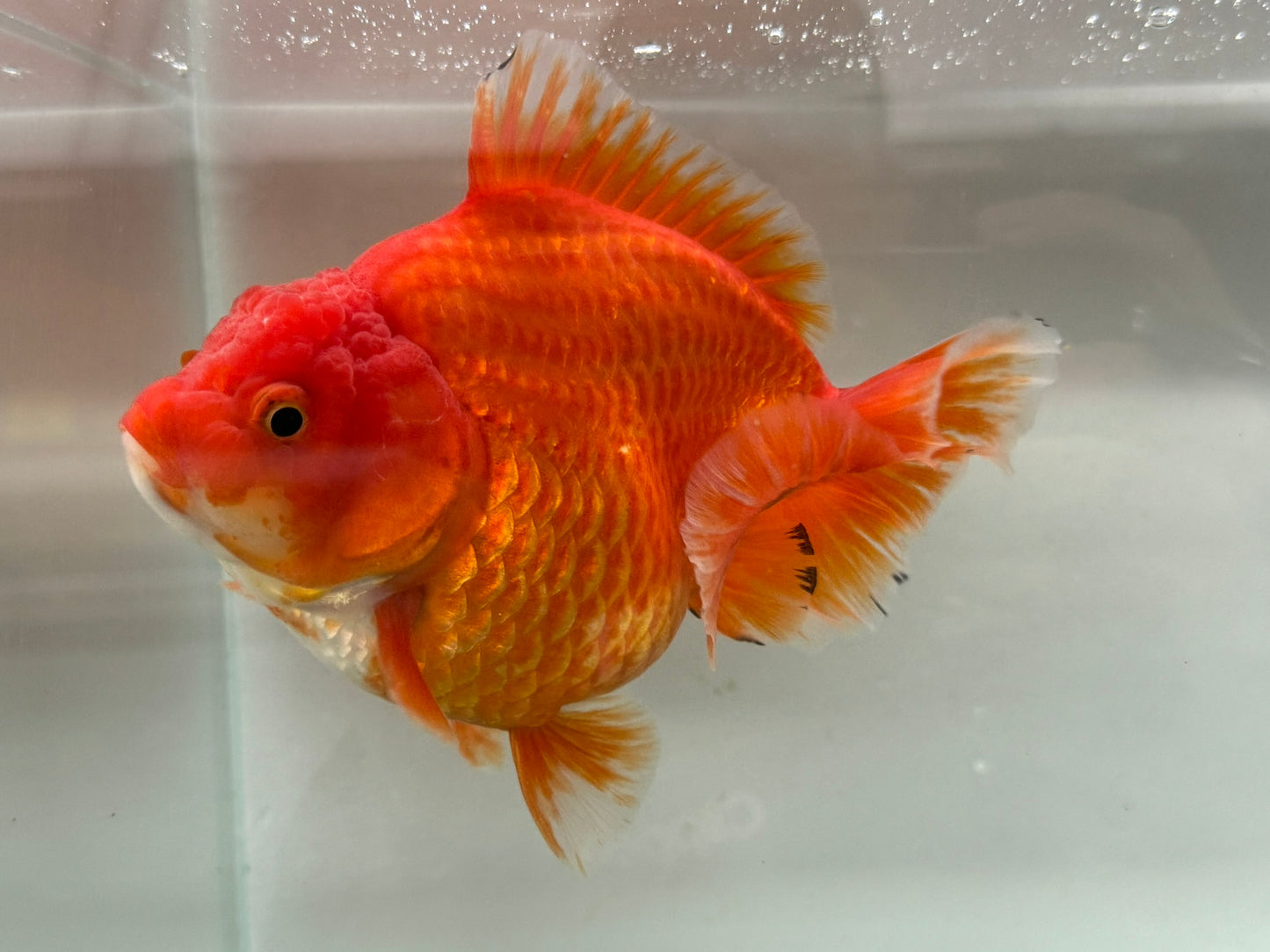 Jumbo Oranda  15-16cm (Fish in photo) #21