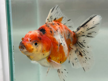 Jumbo Oranda  14-15cm (Fish in photo) #22