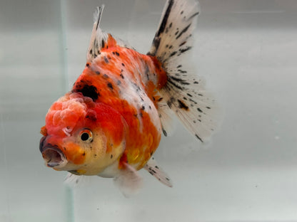 Jumbo Oranda  14-15cm (Fish in photo) #22