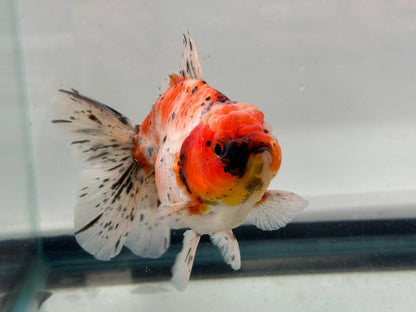 Jumbo Oranda  14-15cm (Fish in photo) #22