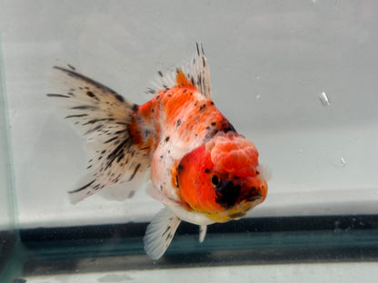 Jumbo Oranda  14-15cm (Fish in photo) #22