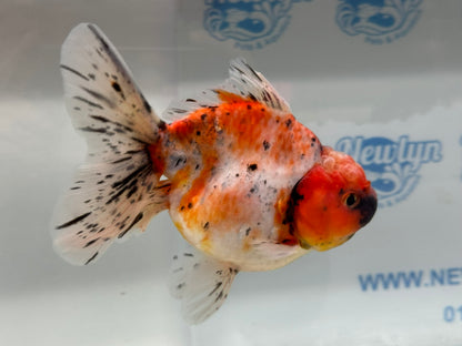 Jumbo Oranda  14-15cm (Fish in photo) #22