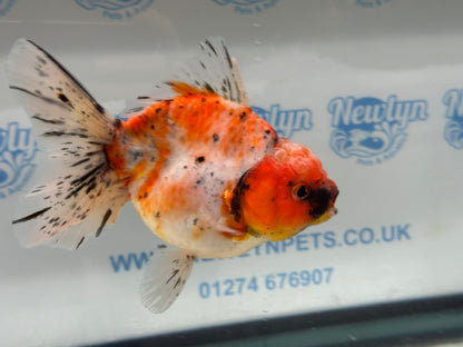 Jumbo Oranda  14-15cm (Fish in photo) #22