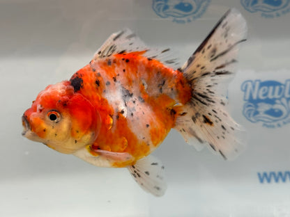 Jumbo Oranda  14-15cm (Fish in photo) #22