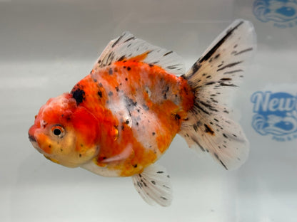 Jumbo Oranda  14-15cm (Fish in photo) #22