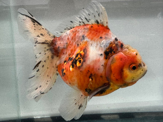 Jumbo Oranda  15-16cm (Fish in photo) #24