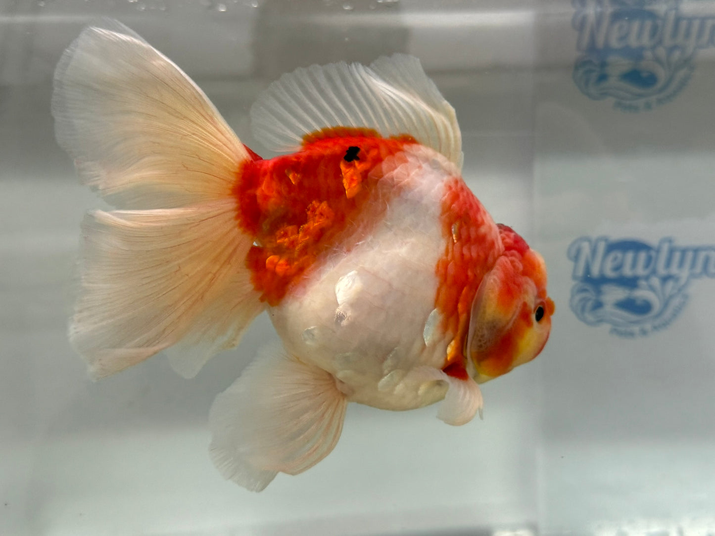 Jumbo Oranda  14-15cm (Fish in photo) #25