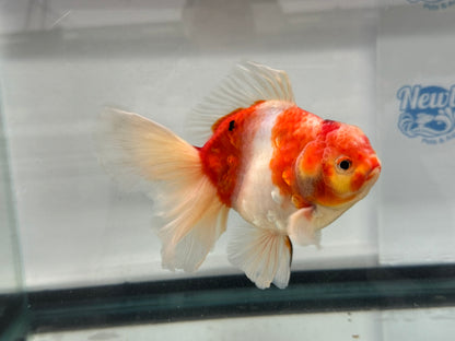 Jumbo Oranda  14-15cm (Fish in photo) #25