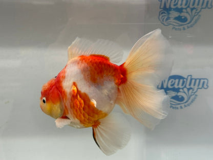 Jumbo Oranda  14-15cm (Fish in photo) #25