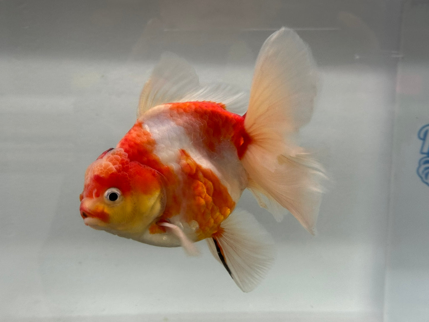 Jumbo Oranda  14-15cm (Fish in photo) #25