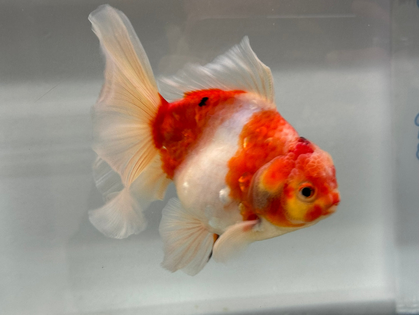 Jumbo Oranda  14-15cm (Fish in photo) #25