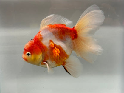 Jumbo Oranda  14-15cm (Fish in photo) #25