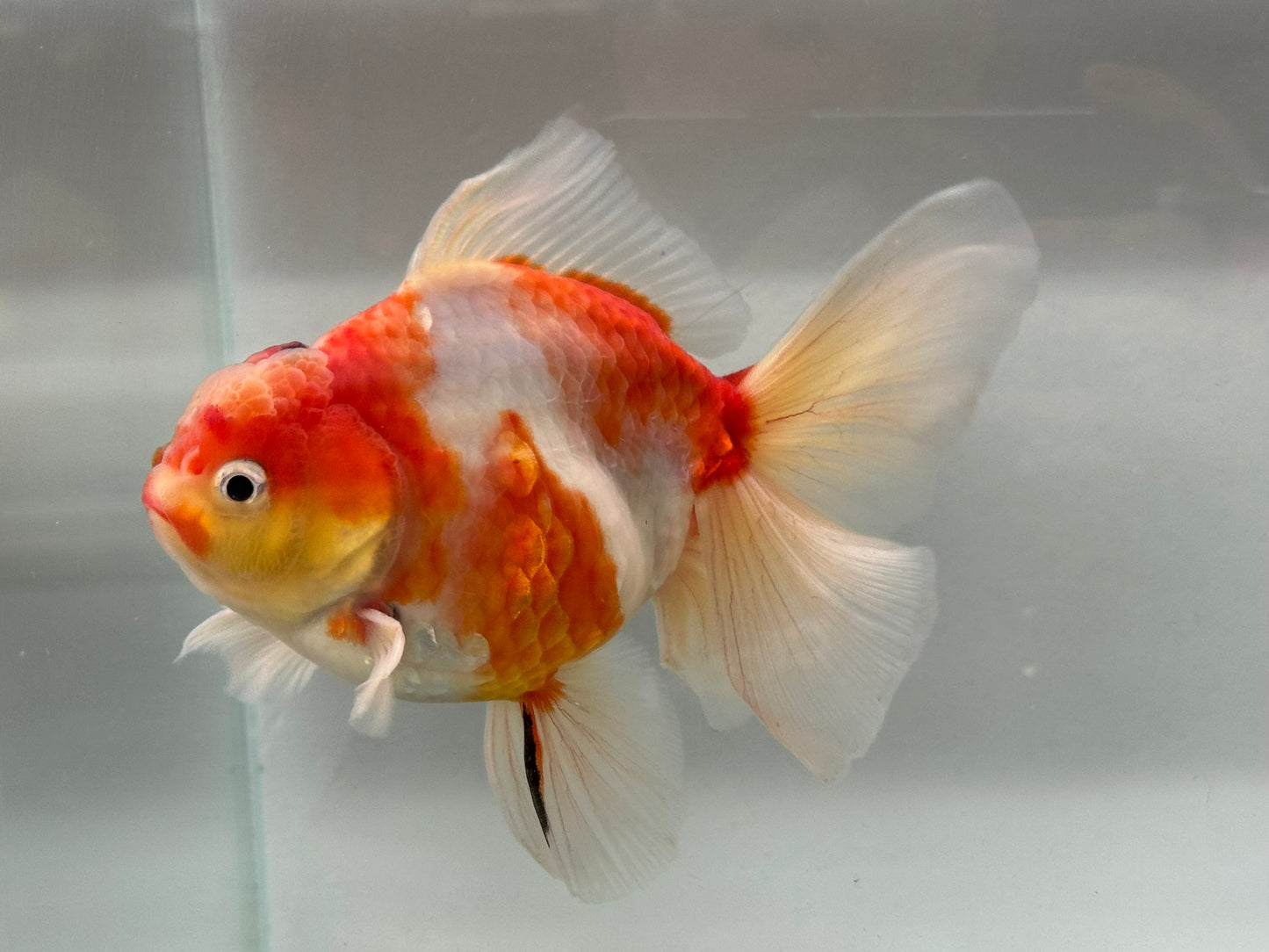 Jumbo Oranda  14-15cm (Fish in photo) #25