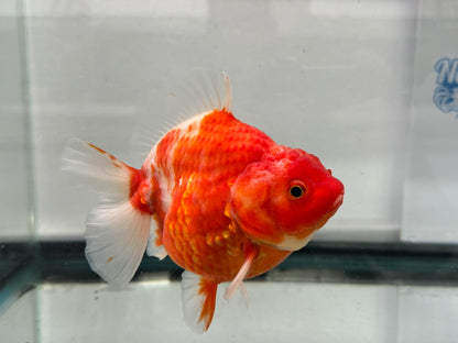 Jumbo Oranda  14-15cm (Fish in photo) #27