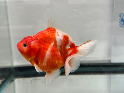 Jumbo Oranda  14-15cm (Fish in photo) #27