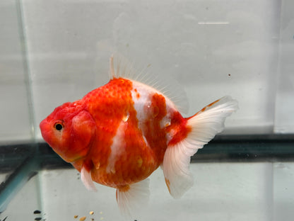 Jumbo Oranda  14-15cm (Fish in photo) #27