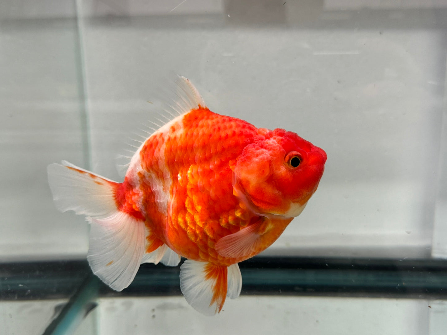 Jumbo Oranda  14-15cm (Fish in photo) #27