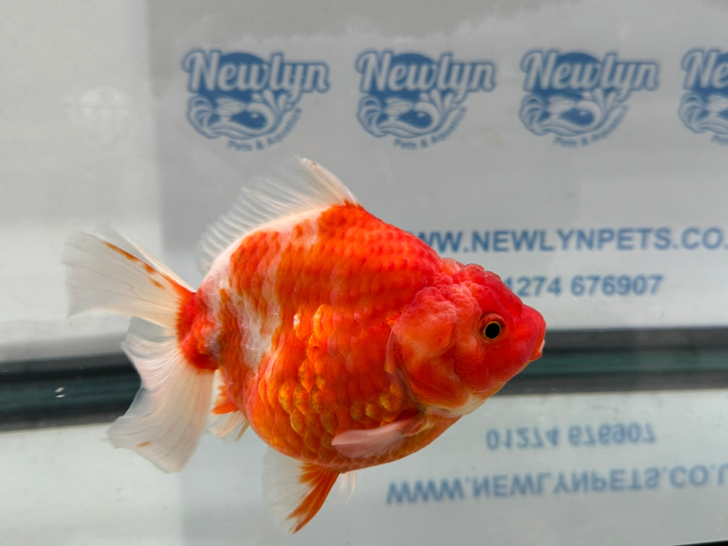 Jumbo Oranda  14-15cm (Fish in photo) #27