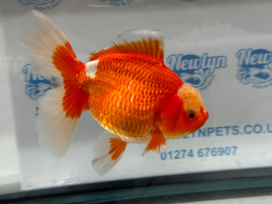 Jumbo Oranda  17-18cm (Fish in photo) #28