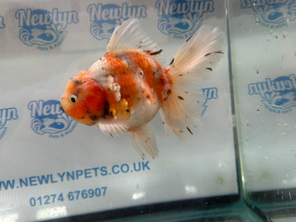 Jumbo Oranda  13-14cm (Fish in photo) #30